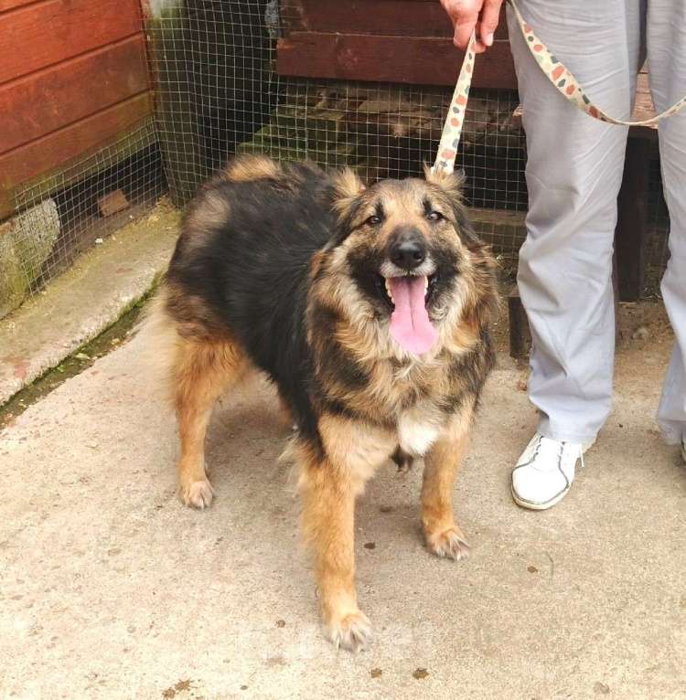 Собаки в Москве: Небольшая, пушистенькая Люся очень хочет стать домашней Девочка, Бесплатно - фото 6