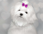 Собаки в Москве: мальтезе Девочка, Бесплатно - фото 1