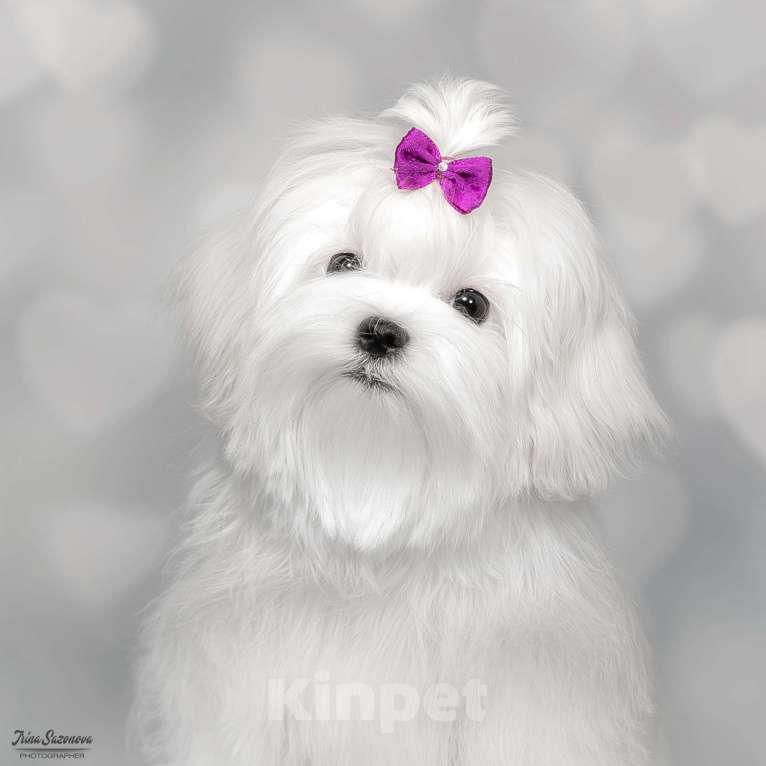 Собаки в Москве: мальтезе Девочка, Бесплатно - фото 1