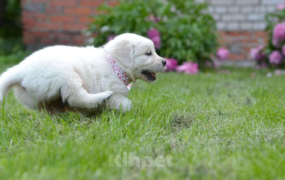 Собаки в Москве: Щенки золотистого ретривера. Девочка, 70 000 руб. - фото 7