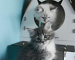 Кошки в Москве: Сибирские котята Девочка, Бесплатно - фото 7