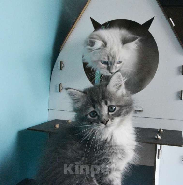 Кошки в Москве: Сибирские котята Девочка, Бесплатно - фото 7