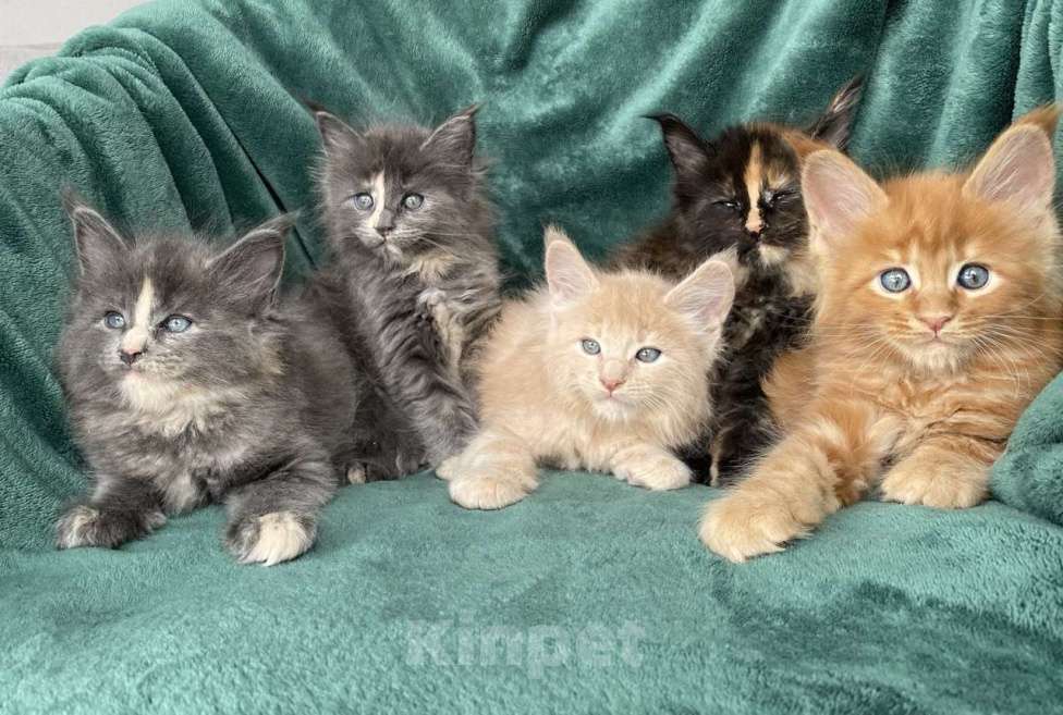 Кошки в Одинцово: Котята мейн кун Мальчик, 15 000 руб. - фото 5