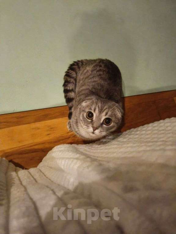 Кошки в Йошкаре-Оле: Шотландские короткошёрстные вислоухие котята Мальчик, 7 000 руб. - фото 7