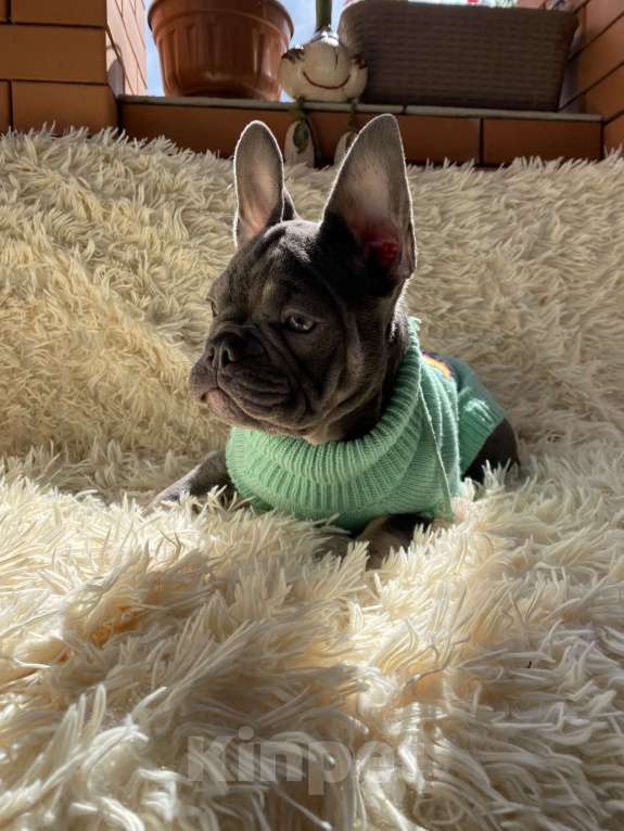 Собаки в Новошахтинске: Щенки французского бульдога Девочка, 80 000 руб. - фото 3