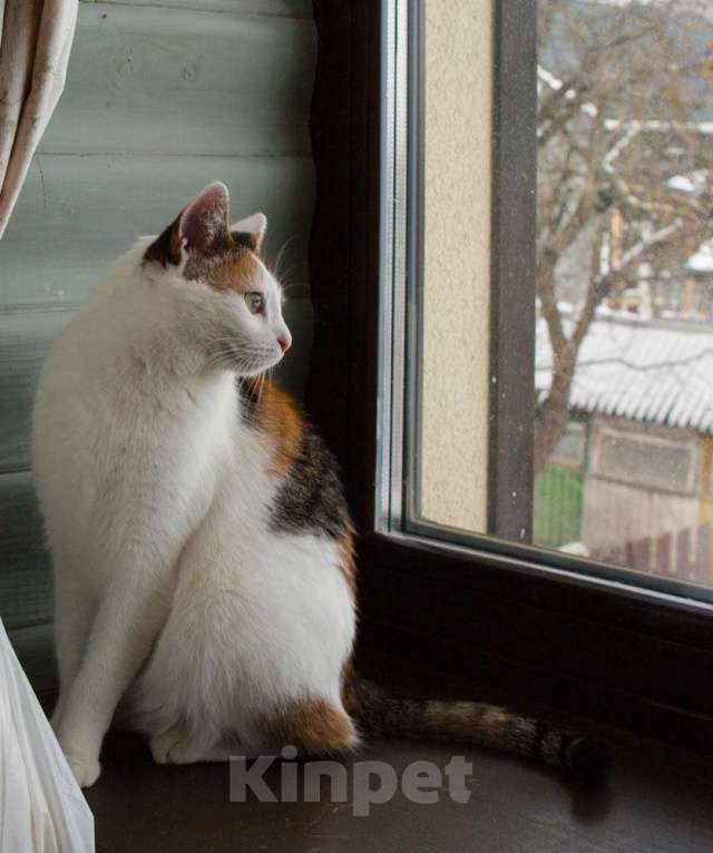 Кошки в Москве: Кото-пёс Маришка окраса калико в добрые руки Девочка, Бесплатно - фото 10