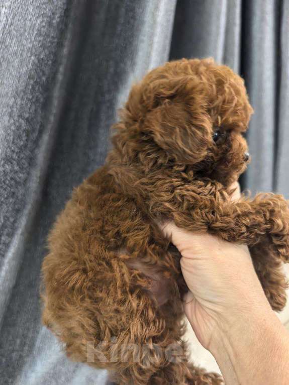 Собаки в Находке: Тедди тикап Мальчик, Бесплатно - фото 3