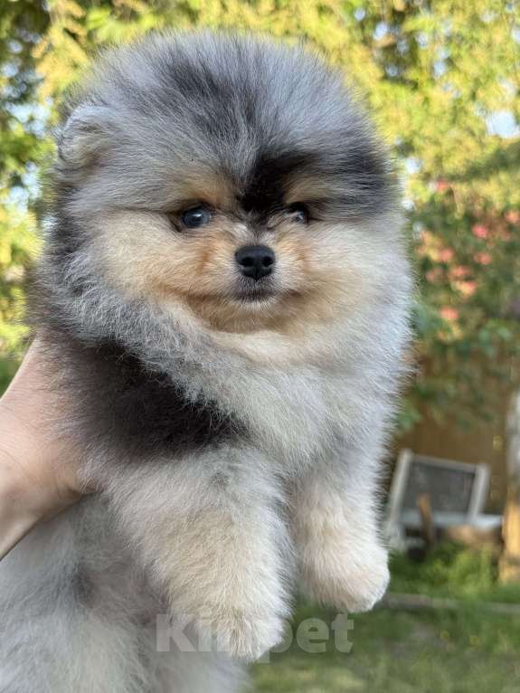 Собаки в Перми: Голубоглазые шпицули Мальчик, Бесплатно - фото 2