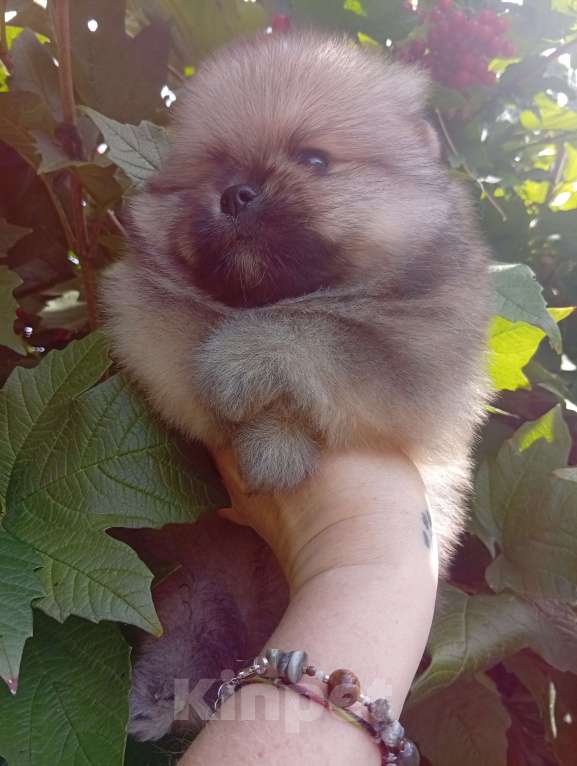 Собаки в Воронеже: Померанский шпиц Девочка, Бесплатно - фото 3