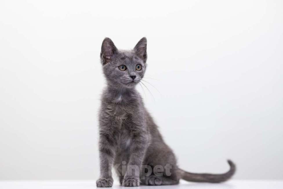 Кошки в Москве: Шипучка Девочка, Бесплатно - фото 2