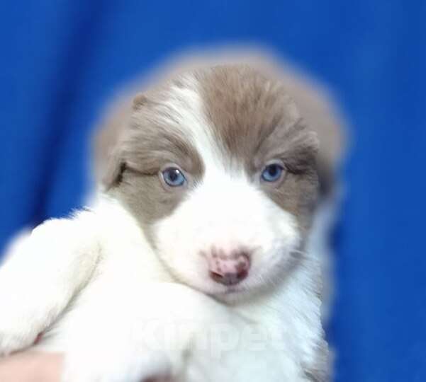 Собаки в Санкт-Петербурге: Бордер Колли Мальчик, 100 000 руб. - фото 3