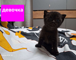 Кошки в Москве: Чёрные британские  Мальчик, 5 000 руб. - фото 1