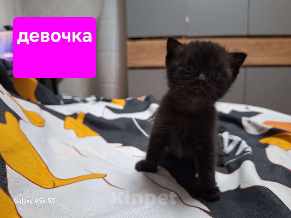 Кошки в Москве: Чёрные британские  Мальчик, 5 000 руб. - фото 1