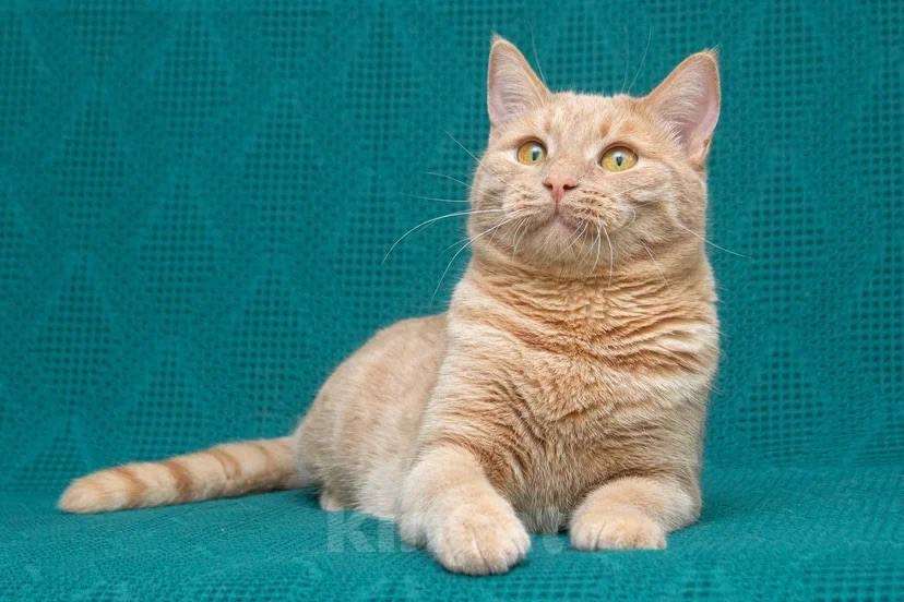 Кошки в Москве: Меня зовут Пегас! Мальчик, Бесплатно - фото 5