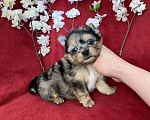 Собаки в Москве: Йорк с двумя голубыми глазами мальчик блю мерле Мальчик, 120 000 руб. - фото 3