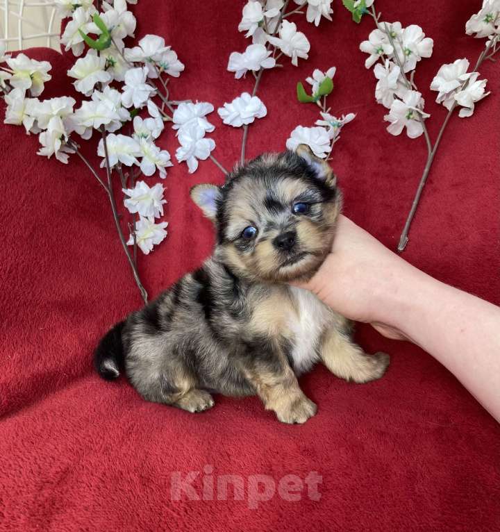 Собаки в Москве: Йорк с двумя голубыми глазами мальчик блю мерле Мальчик, 120 000 руб. - фото 3