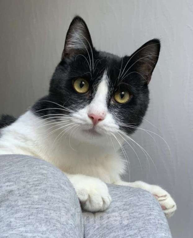 Кошки в Котельнике: Крупный молодой кот подросток Стёпка в добрые руки Мальчик, Бесплатно - фото 8