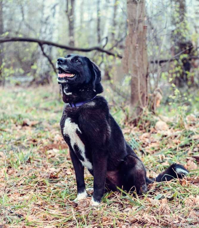 Собаки в Москве: Билла Девочка, Бесплатно - фото 4