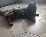 Кошки в Красноярске: Отдам кота в добрые руки. Мальчик, Бесплатно - фото 3
