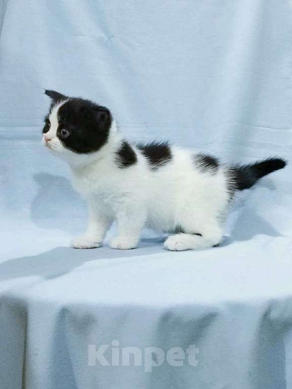 Кошки в Сарове: Шотландский вислоухий котенок Девочка, Бесплатно - фото 1