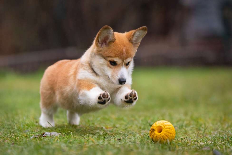 Собаки в других городах Ярославской области: Вита Приора Мальвазия Девочка, 80 000 руб. - фото 4