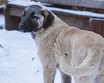 Собаки в Рыбинске: щенки турецкого кангала Девочка, Бесплатно - фото 2