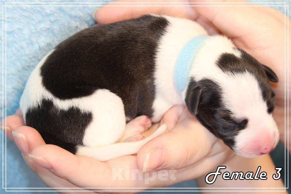 Собаки в Москве: Элегантный щенок уиппета Девочка, Бесплатно - фото 4