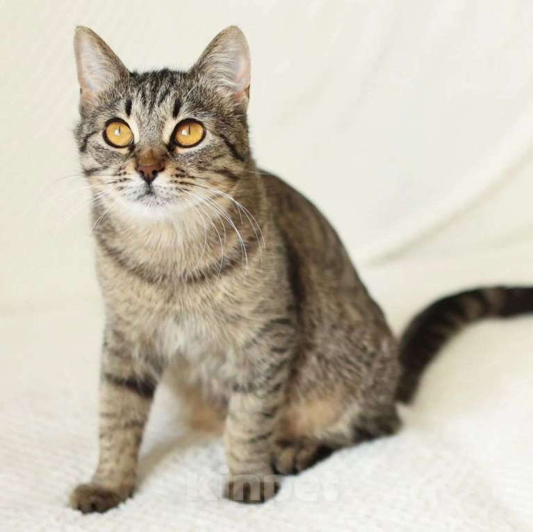 Кошки в Москве: Кошечка с без преувеличений ИДЕАЛЬНЫМ характером  Девочка, Бесплатно - фото 2