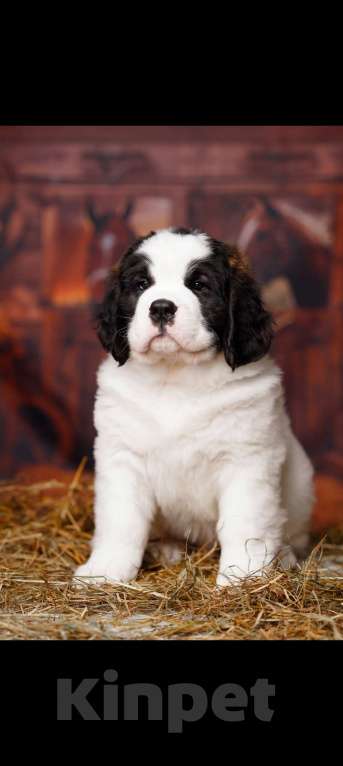 Собаки в Тосно: Щенки сенбернара Девочка, Бесплатно - фото 3