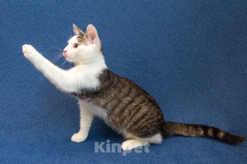 Кошки в Москве: Котенок мальчик в добрые руки Мальчик, 10 руб. - фото 10