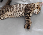 Кошки в Красноярске: Чистокровные бенгальские котята Мальчик, 10 000 руб. - фото 2