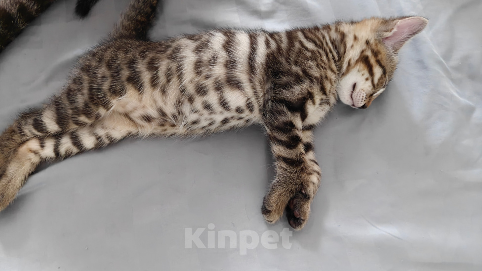 Кошки в Красноярске: Чистокровные бенгальские котята Мальчик, 10 000 руб. - фото 2