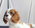 Собаки в Санкт-Петербурге: Красивый мальчик кавалер Кинг Чарльз спаниель Мальчик, 80 000 руб. - фото 3