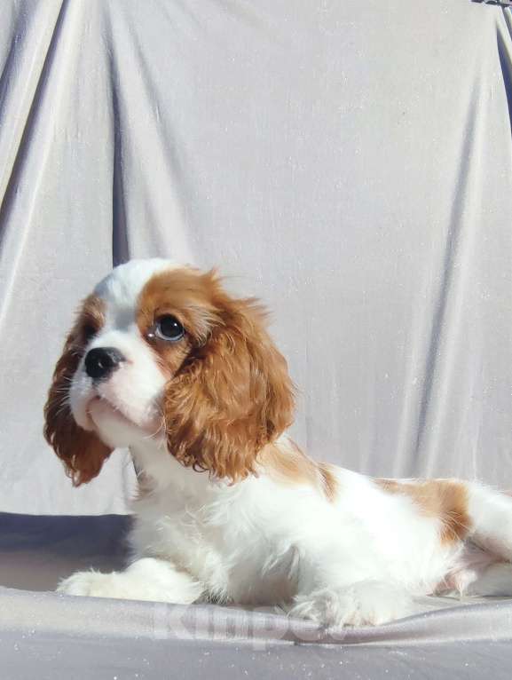 Собаки в Санкт-Петербурге: Красивый мальчик кавалер Кинг Чарльз спаниель Мальчик, 80 000 руб. - фото 3