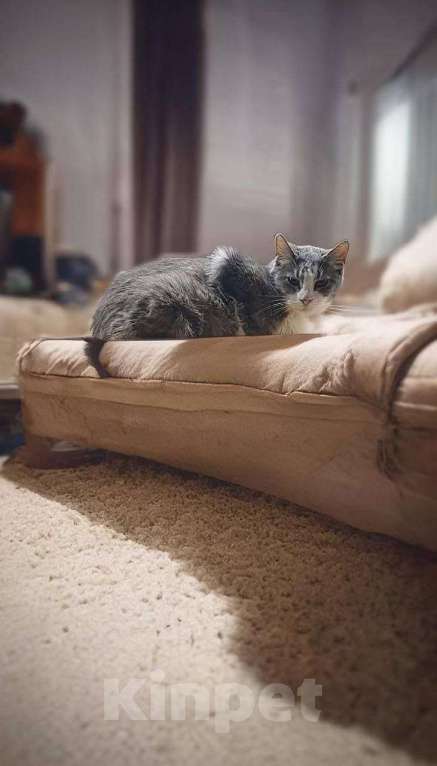 Кошки в Москве: Мортиша стала не нужна Девочка, Бесплатно - фото 1