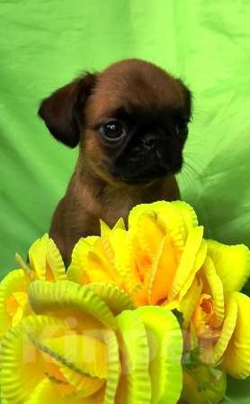 Собаки в Москве: рыжий мальчик пти брабансона Мальчик, 45 000 руб. - фото 3