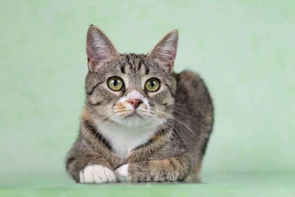 Кошки в Москве: Котенок Грейси — ласковое чудо в поисках дома! Девочка, Бесплатно - фото 1