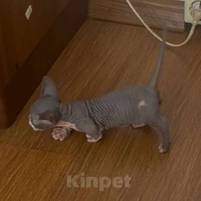 Кошки в Москве: Мальчики ищут дом Мальчик, 10 000 руб. - фото 1