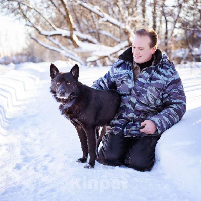 Собаки в Москве: Гаспар, 3 года. Ласковый, послушный пёс в муниципальном приюте. Мальчик, Бесплатно - фото 2
