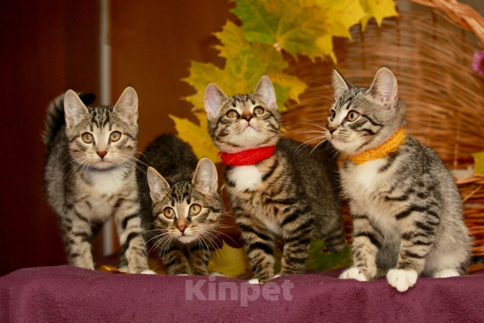 Кошки в Калуге: Осенние малявки, целая корзинка. Котята в добрые руки. Мальчик, Бесплатно - фото 8
