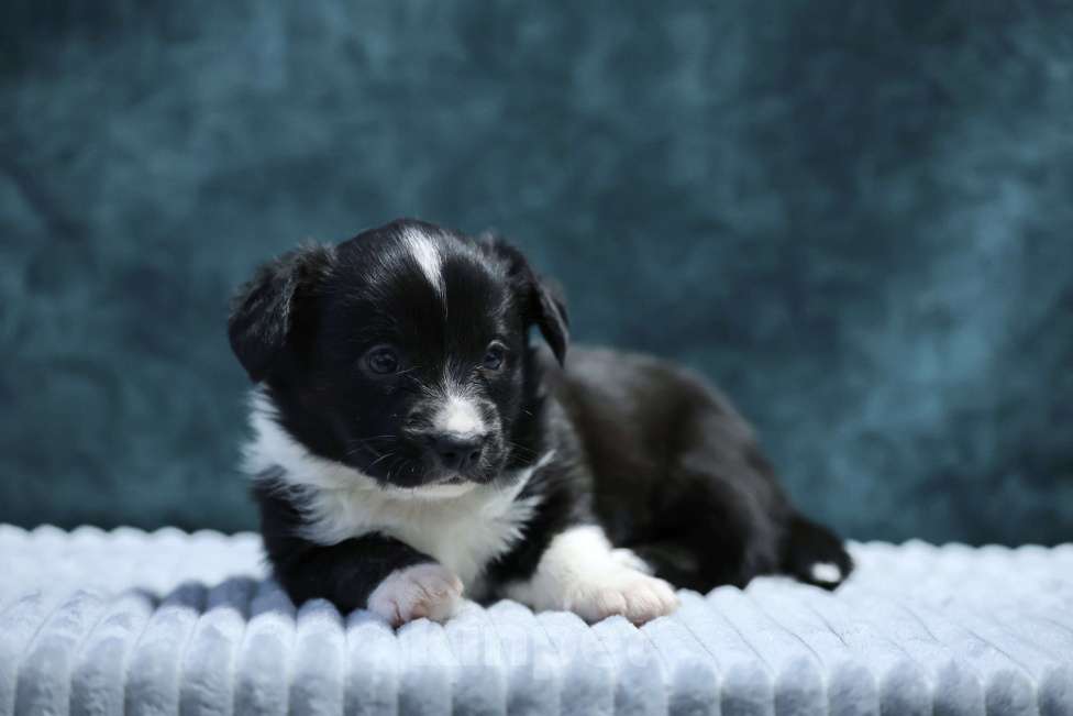 Собаки в Санкт-Петербурге: Шикарный щенок Вельш Корги Кардиган  Мальчик, 45 000 руб. - фото 3