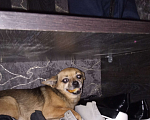 Собаки в Хабаровске: Убежал с поводка и пропал Мальчик, Бесплатно - фото 1