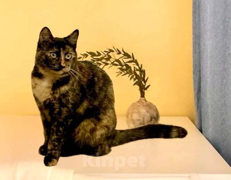 Кошки в Санкт-Петербурге: Кошечка Ириска ищет дом Девочка, Бесплатно - фото 2