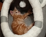 Кошки в Новосибирске: Отдам в добрые руки 🐱 Девочка, Бесплатно - фото 1