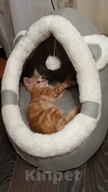 Кошки в Новосибирске: Отдам в добрые руки 🐱 Девочка, Бесплатно - фото 1