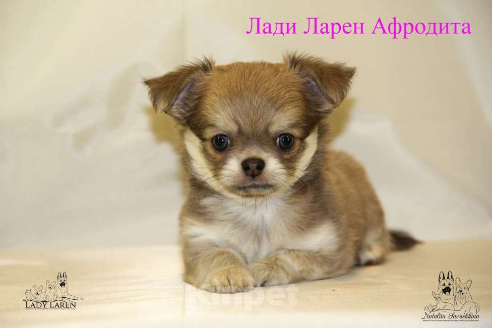 Собаки в Москве: Щенки чихуахуа Мальчик, Бесплатно - фото 4