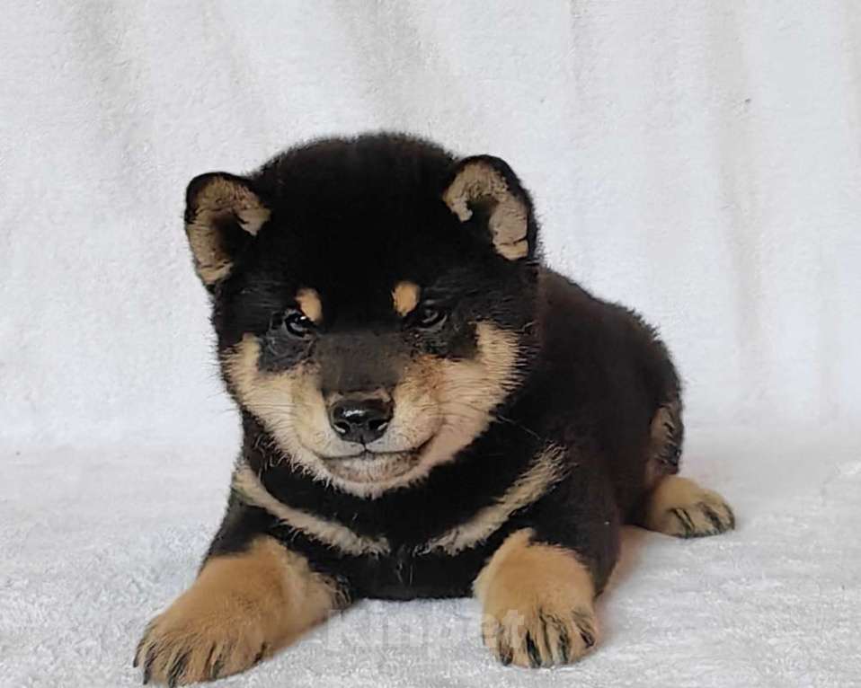 Собаки в Москве: Сиба ину. Мальчик Мальчик, 50 000 руб. - фото 5