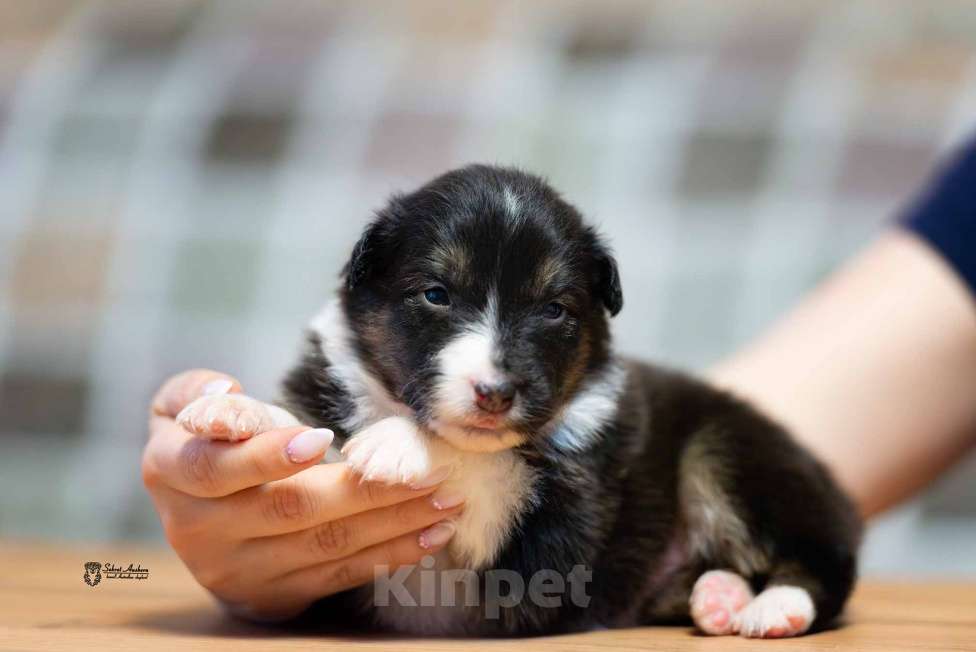 Собаки в Москве: Австралийская овчарка, аусси Мальчик, 50 000 руб. - фото 6