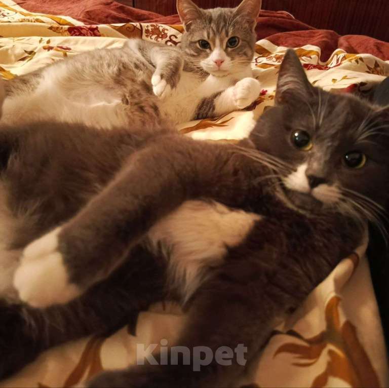 Кошки в Иваново: Отдам в добрые руки! Девочка, Бесплатно - фото 1