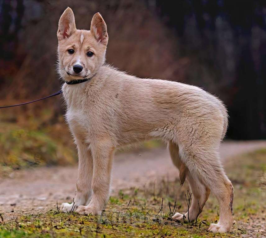 Собаки в Наро-Фоминске: Сэнди якутенок  Девочка, Бесплатно - фото 6
